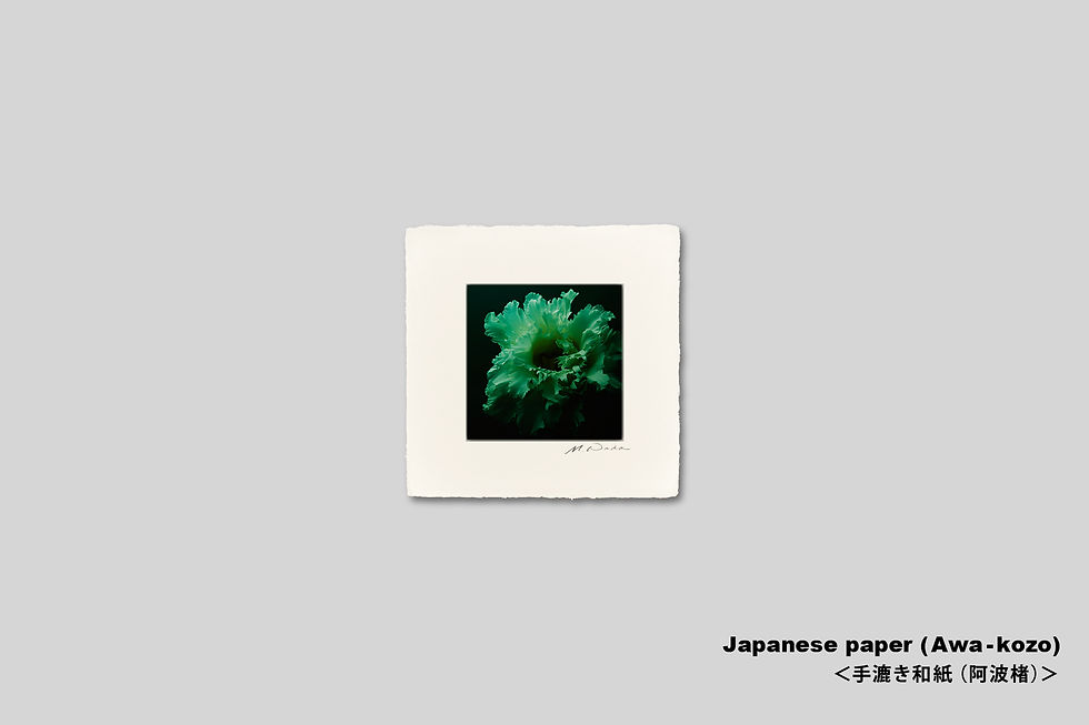 サムネイル： 写真,花,トルコキキョウ,インテリアフォト,おしゃれ,プレゼント,手漉き和紙,和モダン,和室,アート,正方形,額入り,ギャラリー,壁掛け,額装,額縁,写真販売,IGREBOW