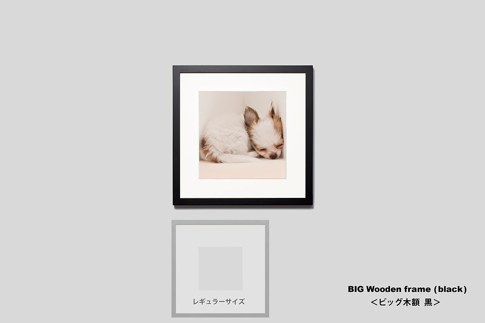 サムネイル： インテリア,写真,動物,犬,子犬,チワワ,かわいい,インテリアフォト,アート,額入り,額装,正方形,オリジナルプリント,アートフレーム,フォトフレーム,壁掛け,壁飾り,装飾,ウォールアート