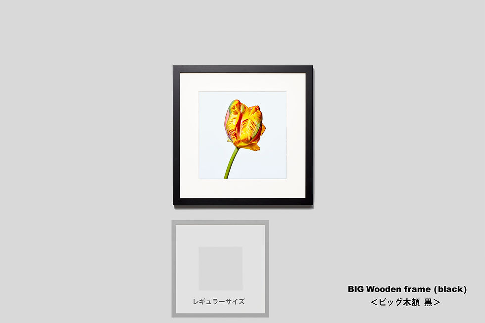 サムネイル： 写真,花,チューリップ,インテリアフォト,おしゃれ,プレゼント,お祝い,手漉き和紙,和モダン,和室,アート,正方形,額入り,ギャラリー,壁掛け,額装,額縁,写真販売,IGREBOW