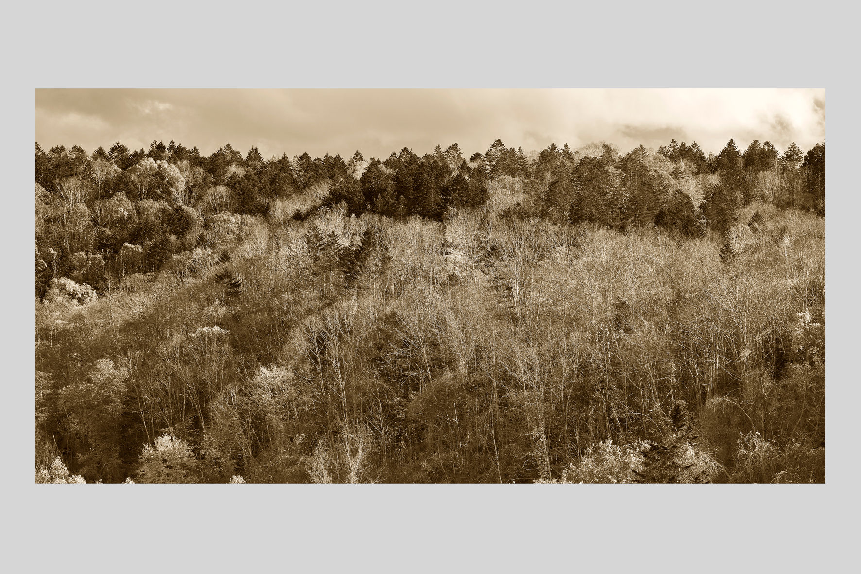 写真,セピア色,森,インテリアフォト,風景,自然,日本,紅葉,木,インテリア,アート,額入り,額装,オリジナルプリント,アートフレーム,フォトフレーム,おしゃれ,モダン,壁掛け,壁飾り,装飾,ウォールアート,新築祝い