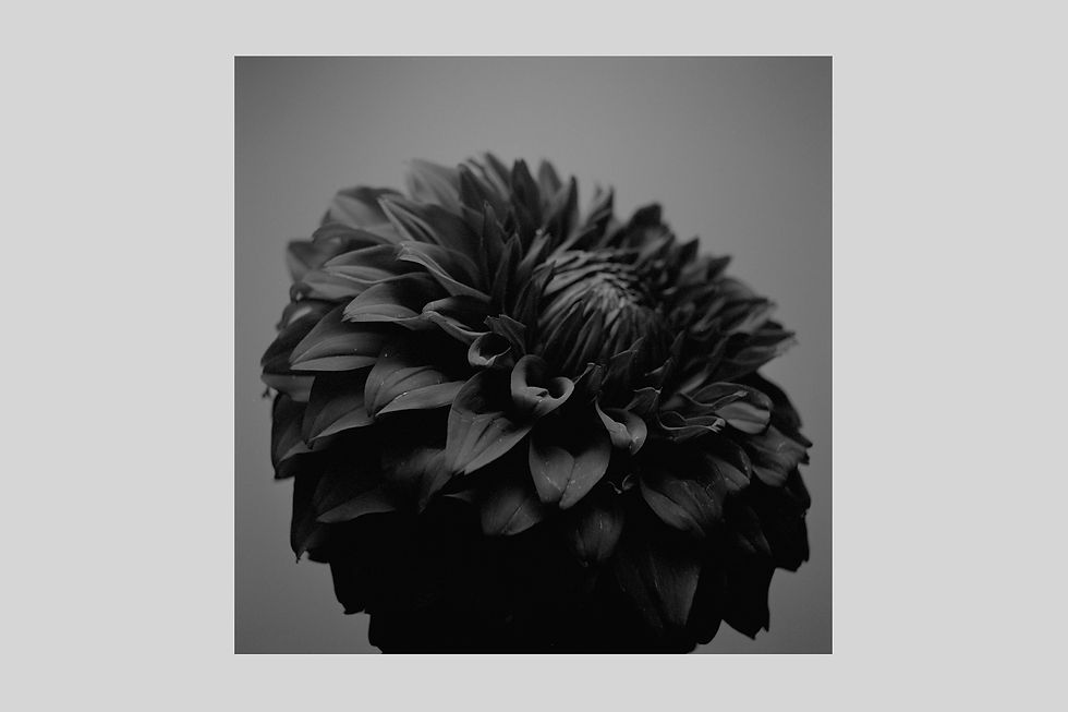手漉き和紙,写真,花,インテリア,フラワー,ダリア,モダン,おしゃれ,モノクロ,正方形,壁掛け,和室,額装,インテリアフォト,オリジナルプリント,新築祝い,プレゼント,アートポスター,アートフレーム,壁掛け,壁飾り,装飾