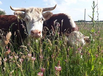 Conygree Farm, Aldsworth, Cheltenham, GL54 3PW