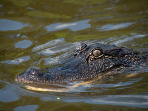 Announcing SWAMP: THE WONDROUS WORLD OF WETLANDS