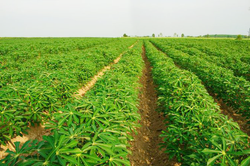 Tapioca Field