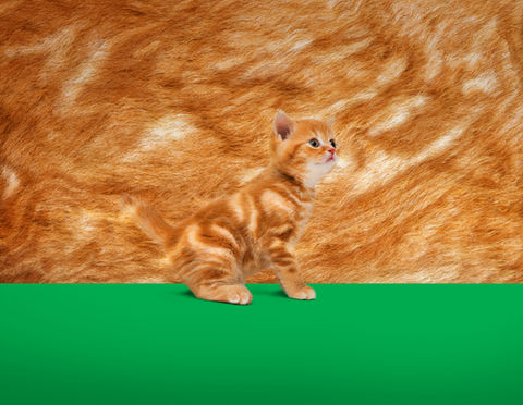 Corporate Communications Theme for Animal Health Company