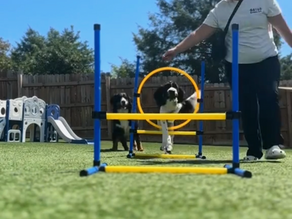 From Panic to Peace: How Enrichment-Focused Daycare and Boarding Can Help Your Anxious Pup