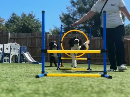 From Panic to Peace: How Enrichment-Focused Daycare and Boarding Can Help Your Anxious Pup