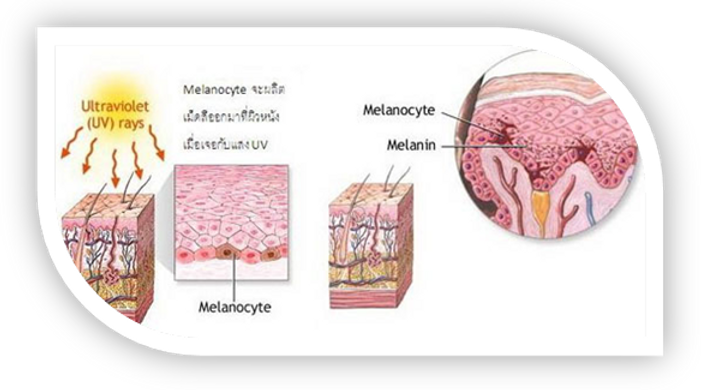 skin whitening treatment nakhon si thammarat white skin