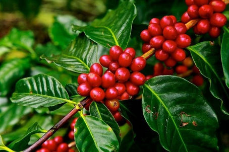 What Is Coffee? From Cherry to Bean