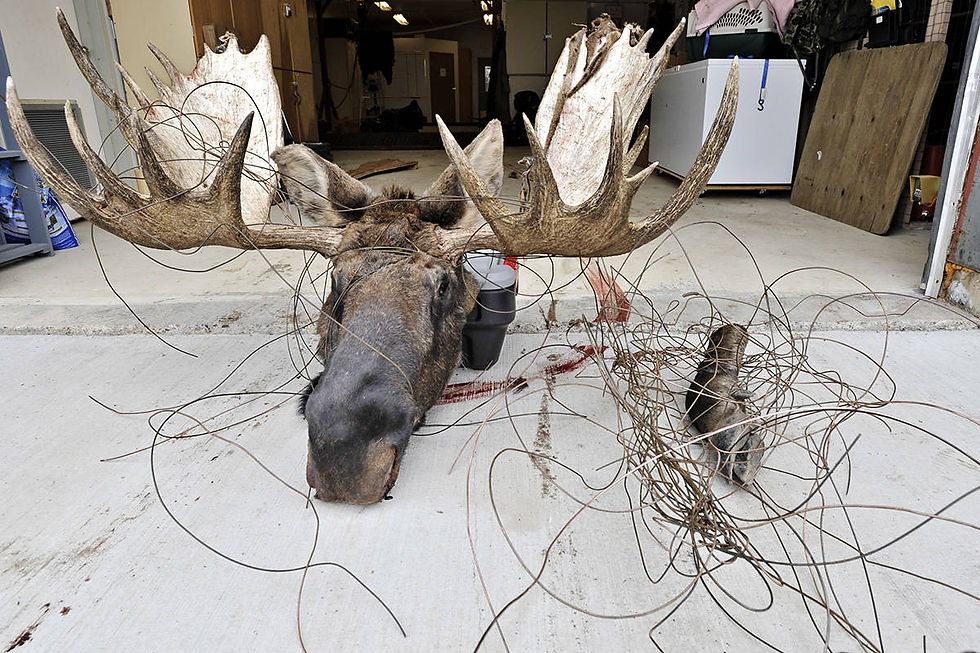 This moose was found entangled in telegraph wire along the White Pass and Yukon Route railway, forcing conservations officers to euthanize the animal. (Mike Thomas/Yukon News photo)