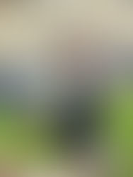 Rooted in Faith: Cultivating Peace in the WMA Prayer Garden