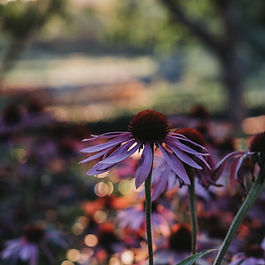 Radioklassikern "Melodikrysset", fast på vårt sätt. 