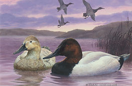 canvasbackswb.jpg