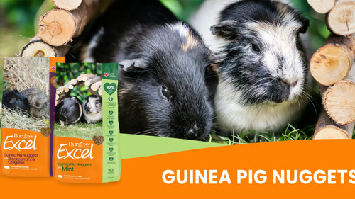 Guinea Pig Pellets | Burgess Australia - Top Rated Guinea Pig Pellets In Australia