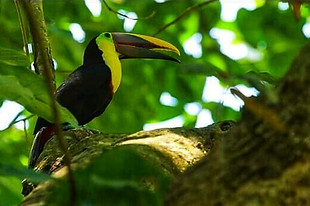 tucan.jpeg