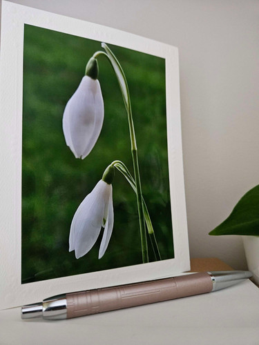 Fine Art Prints Two Snowdrops Photograph Greeting Card With Envelope Inside Premium Quality