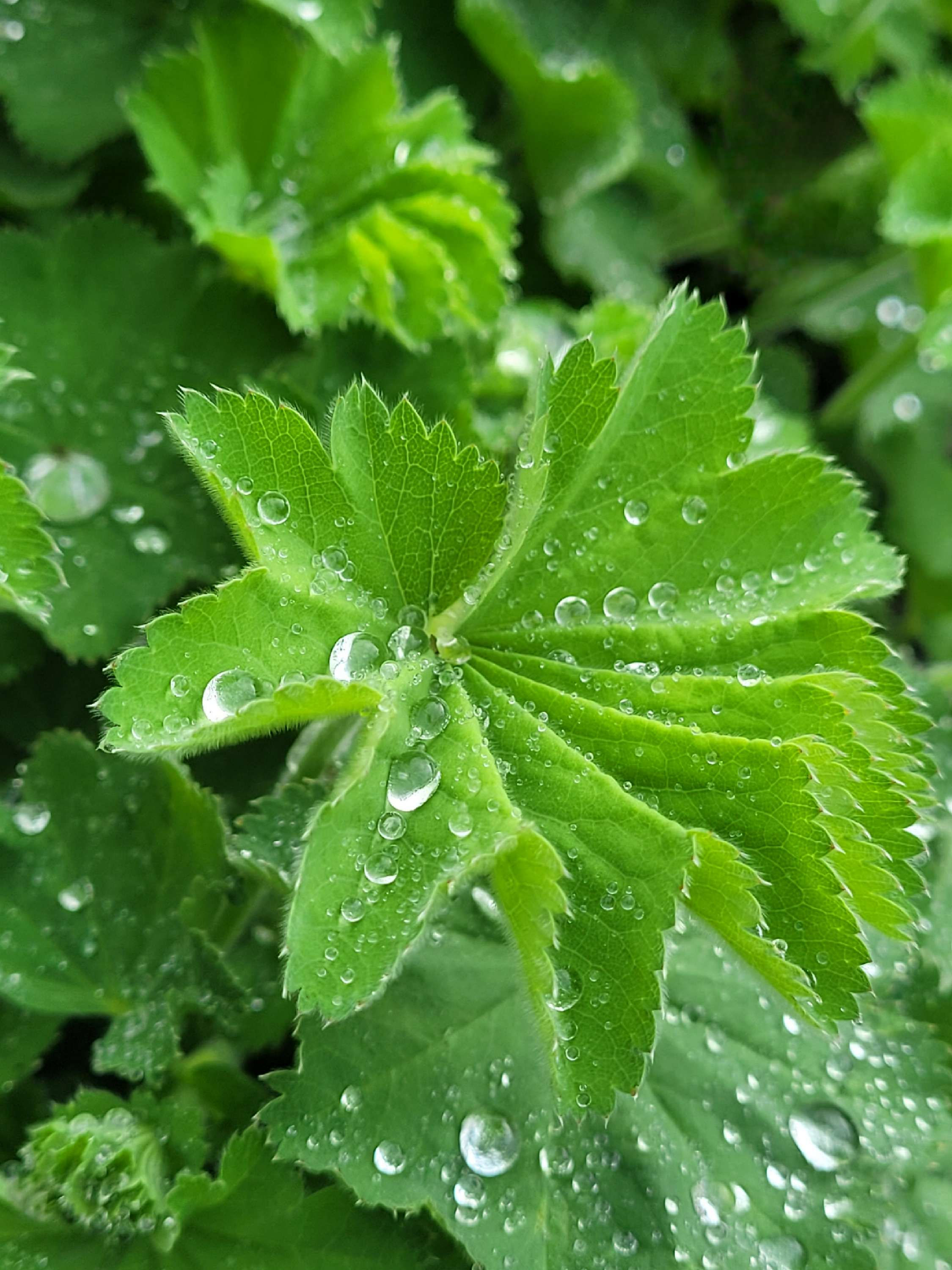 Raindrops on Single Alchemilla Mollis Leaf Photographic Print