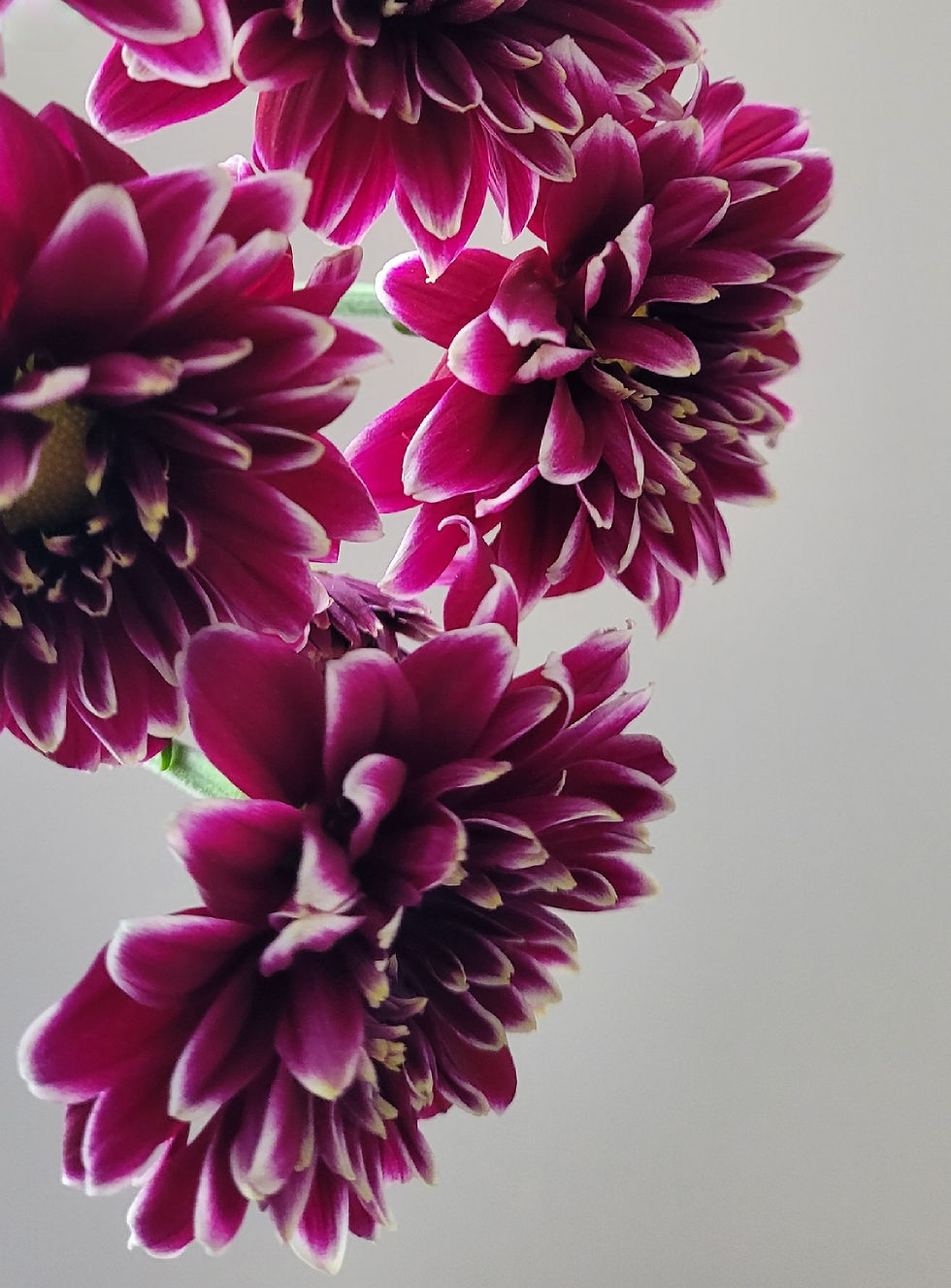 Rich Pink Chrysanthemums Photographic Print