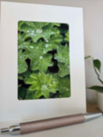 Raindrops on Alchemilla Mollis Die Cut Framed Photographic Greetings Card