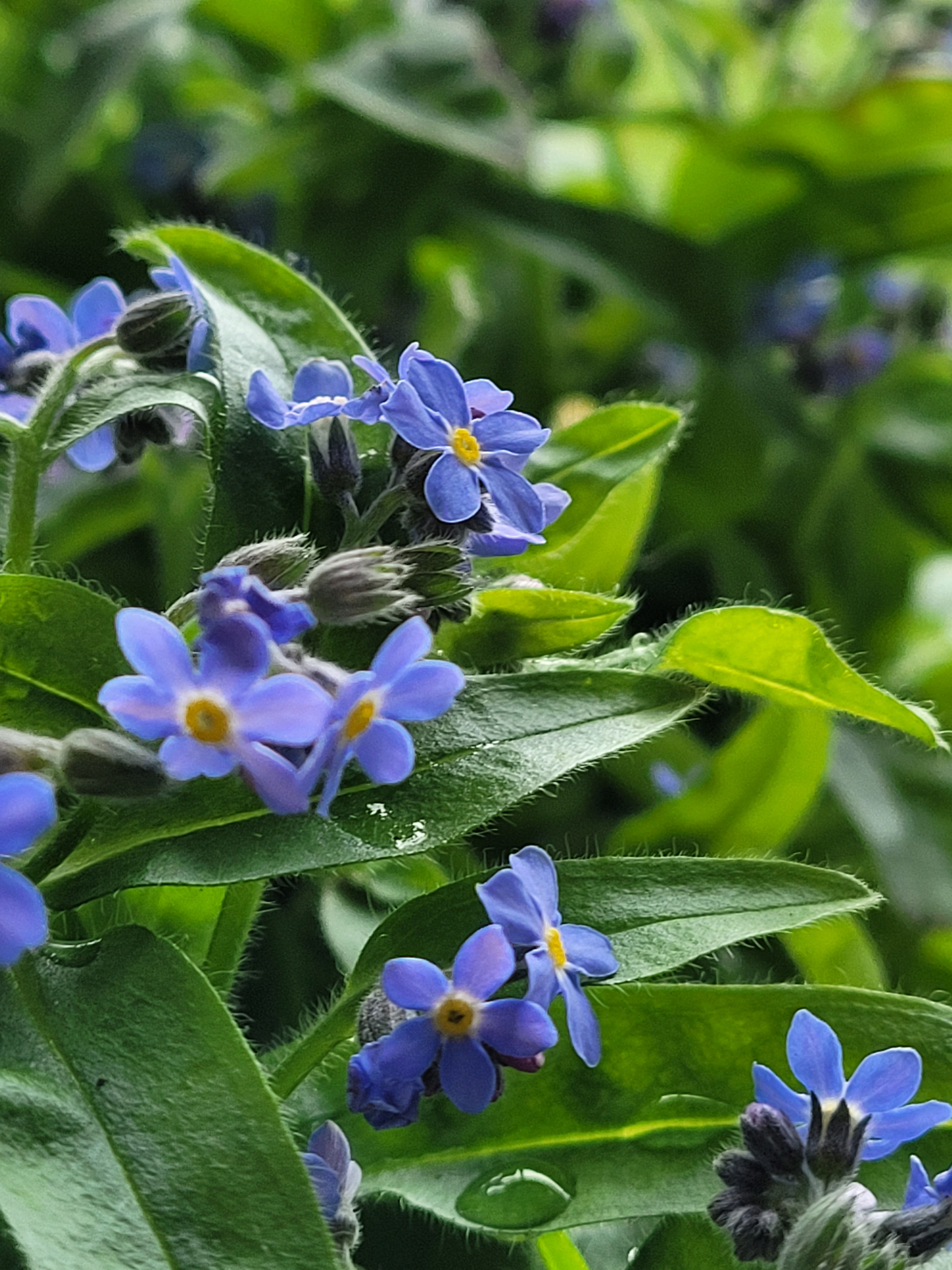 Forget Me Nots Digital Download