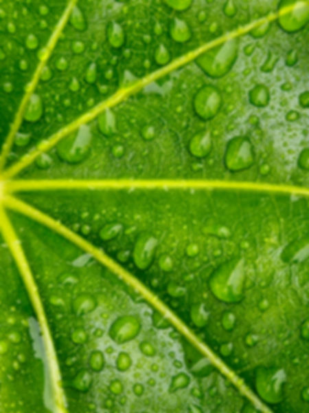Raindrops on Fatsia Japonica Digital Download