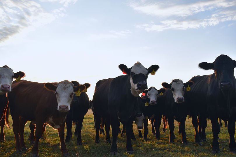 cowslower.JPG