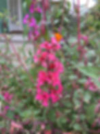 California native wildflowers in front yard