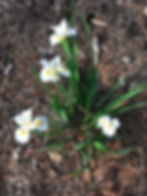 California native iris in backyard shade