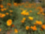 Native California poppies in backyard are pollinator magnets