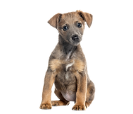 Hundeschulen, Hundeschule Aargau