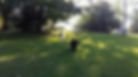 Hundeschule, Aargaus Hundeschule, Hundeschulen Aargau, Hundetraining Baden