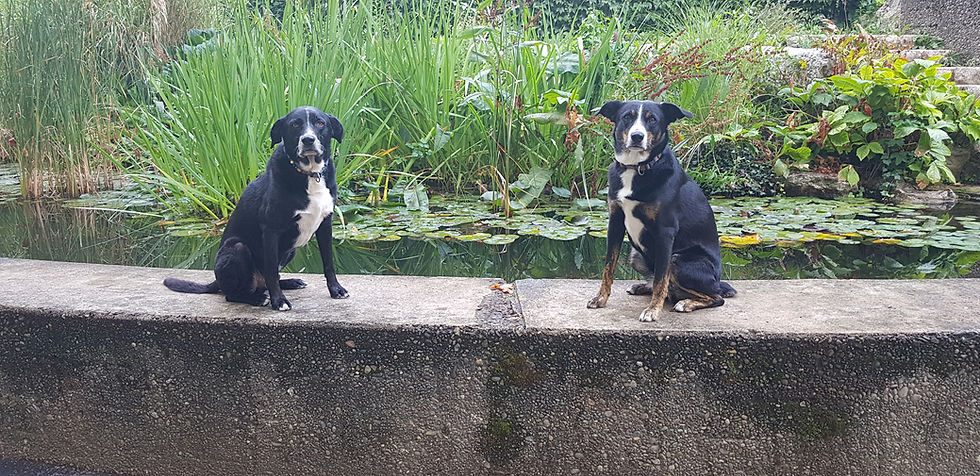 Die Bedeutung von Routine im Training – Wie sie das Lernen erleichtern