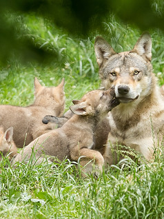 Hundeschule Aargau Junghundekurs