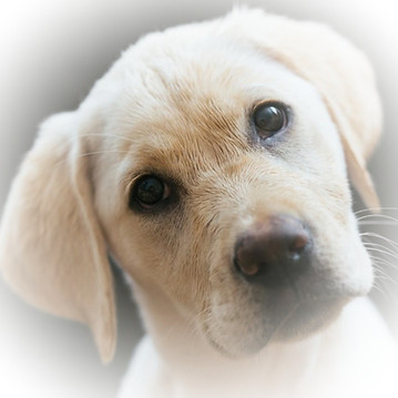 Hundetraining