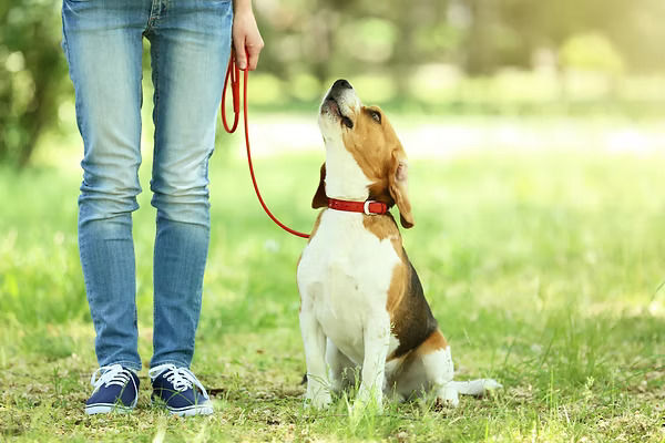 Hundeschule aargau Alltagstraining.jpg
