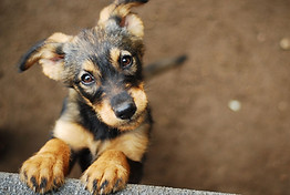 Hundeschule Aargau SV Schäferwelpe.jpg