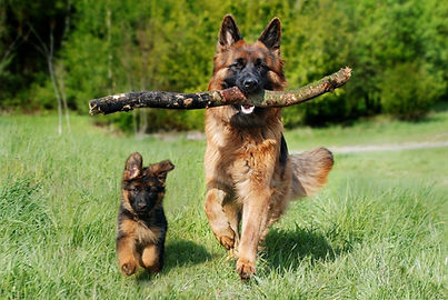 Hunde und Halter, die nicht aufhören wollen zu lernen.