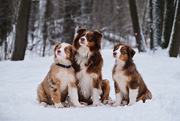 Hundeschule BADEN,S.jpg