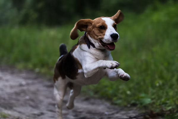 Hundeschule aargau Rückruf.jpg