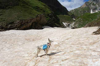 Cammino a 6 zampe, zaino per cane