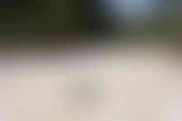 Cammino a 6 zampe, zaino per cane