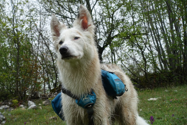 Cammino a 6 zampe, zaino per cane