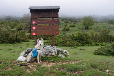 Cammino a 6 zampe, zaino per cane