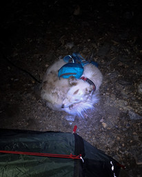 Cammino a 6 zampe, zaino per cane