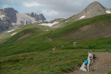 Cammino a 6 zampe, zaino per cane