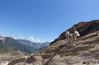 Cammino a 6 zampe, zaino per cane