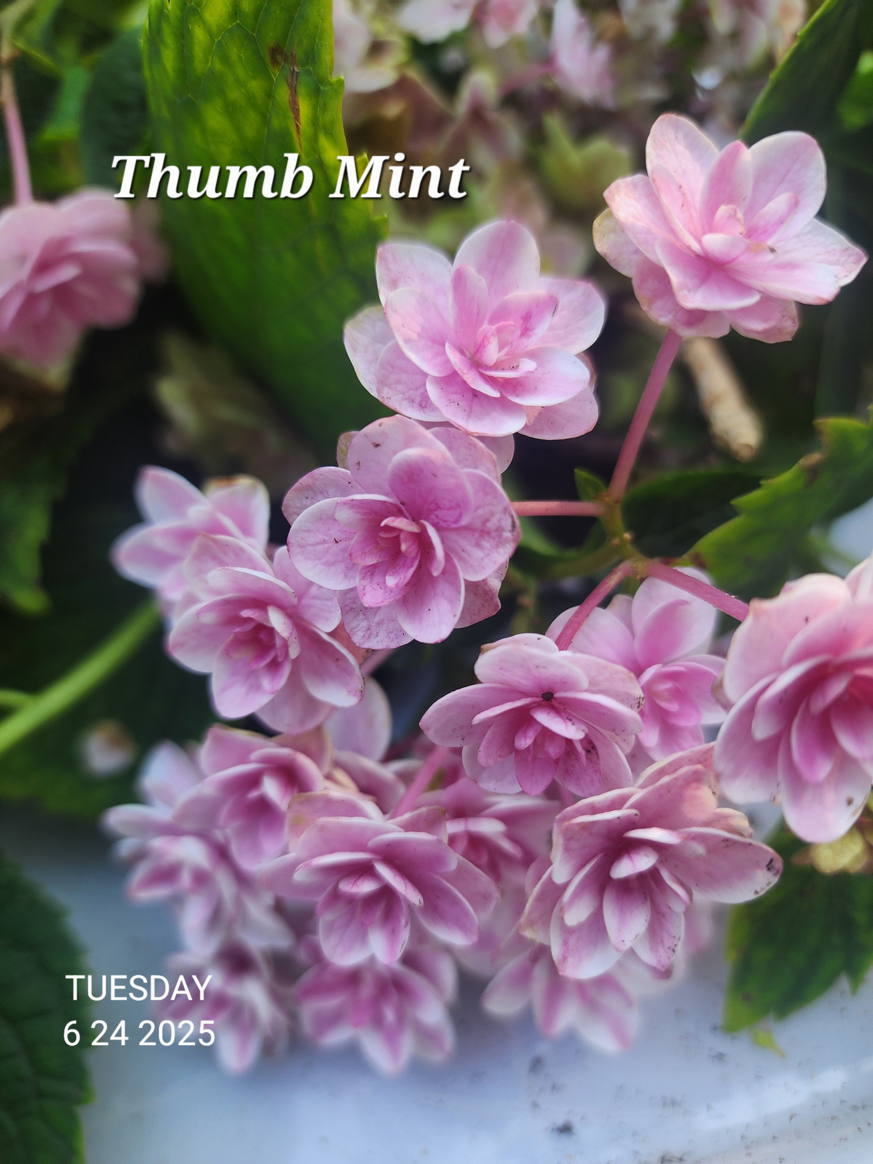 Thumb Mint