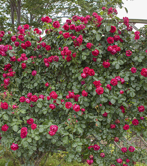 Thumbnail: Eden Climber® Red