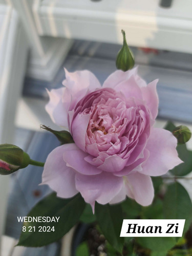 Huan Zi. China 2021 | My Black Thumb