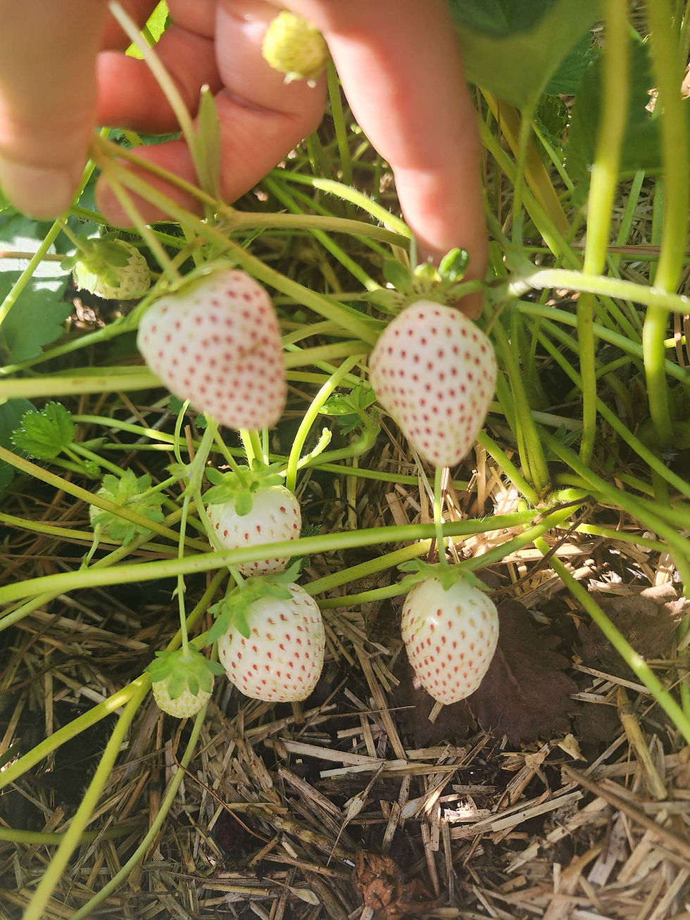 Thumbnail: Snow White Strawberry 